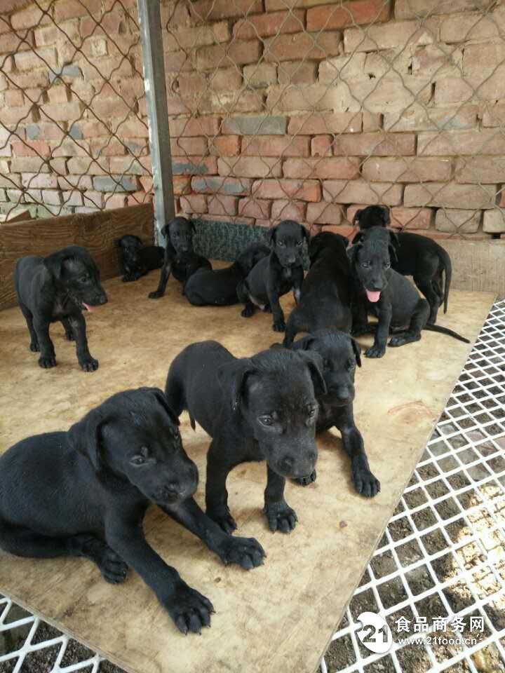 黑狼犬价格 面议