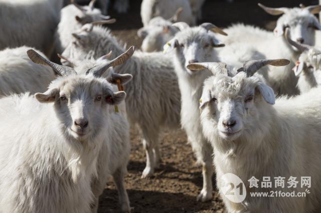 榆阳区陕北白绒山羊选育现状和发展措施