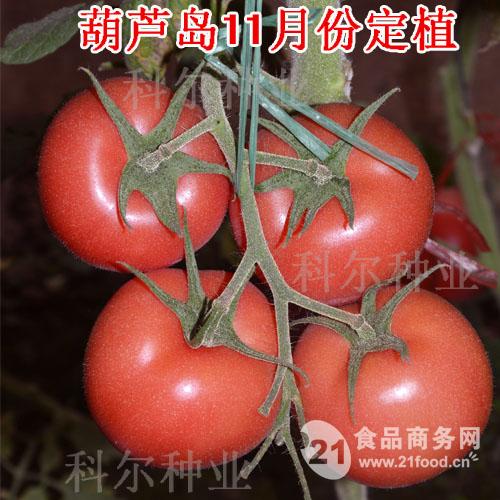 西亚德--越冬好西红柿品种 耐低温番茄品种_荷