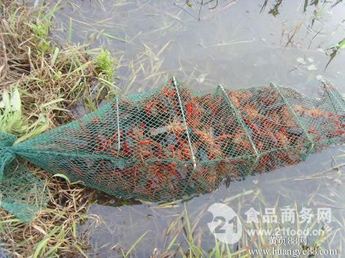 湖北潜江小龙虾养殖繁育基地大量供应优质小龙