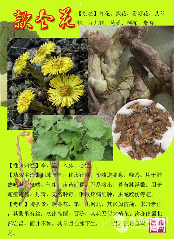 款冬花提取物款冬花浸膏 生产款冬花浓缩水溶粉