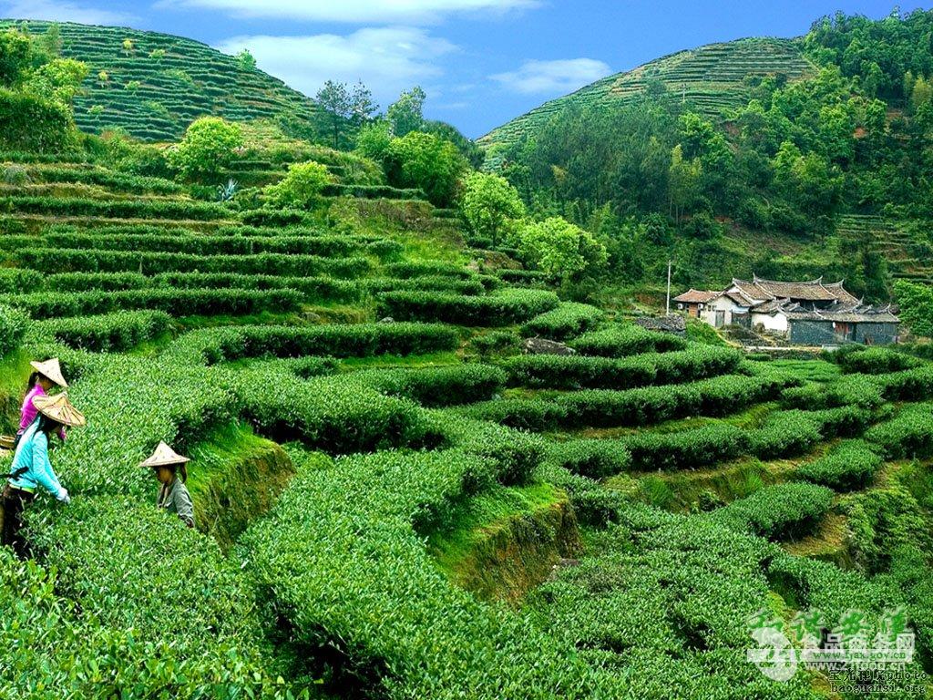 供应云南无量山高山茶_云南大理白族自治州_