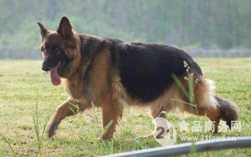 湖北蕲春纯种大别山狼犬出售