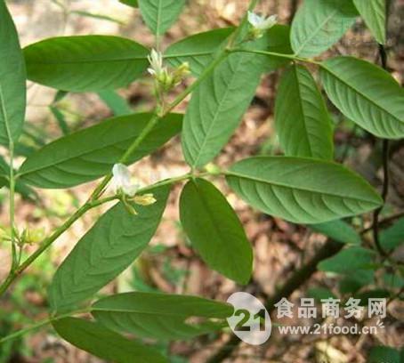 木豆叶粉