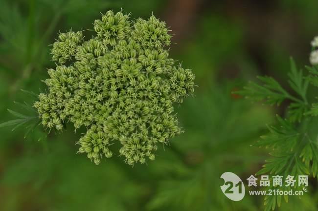 蛇床子提取物价格