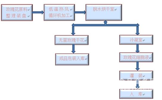 玫瑰花干燥流程图