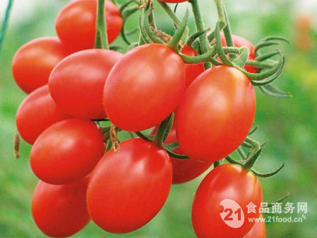 供应原生态农场种植的美容进*茄_湖北黄冈__茄果类-食品商务网