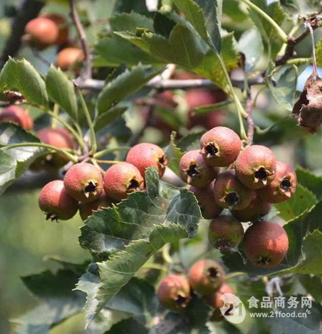 山楂叶黄酮图片