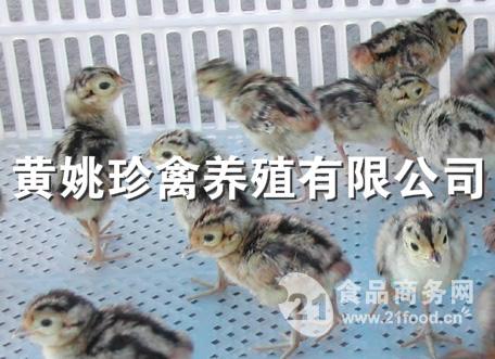 山鸡苗多少钱一只
