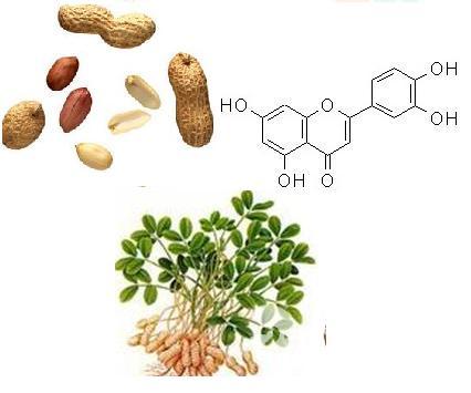 供应木犀草素98天然提取