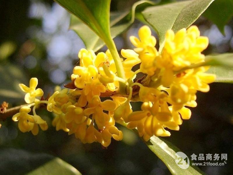 桂花粉桂花速溶粉桂花喷雾干燥粉