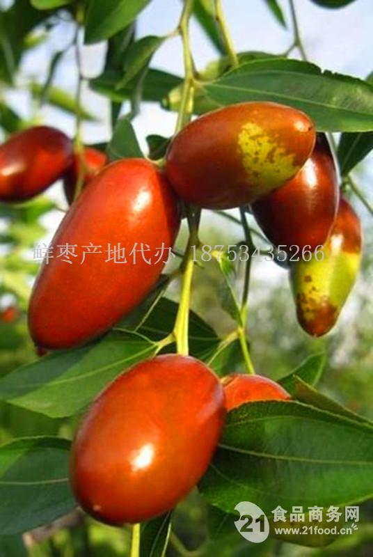 马牙枣产地供应商