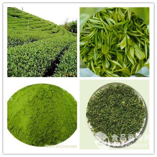 绿茶提取物茶多酚98