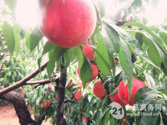 详细资料 【供应】 极早熟优质桃 春丽 春晓 鲁红618桃树苗