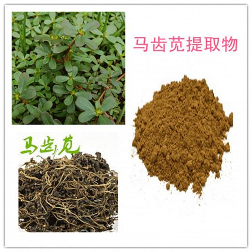 马齿苋提取物 全水溶 斯诺特厂家直销 无沉淀