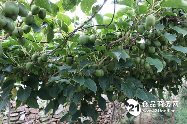 软枣树苗 面议