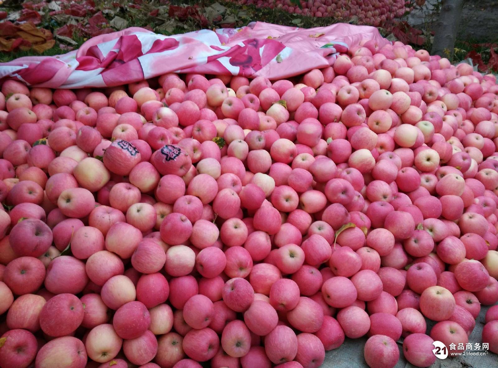 红富士苹果产地价格 2016年优质红富士苹果产