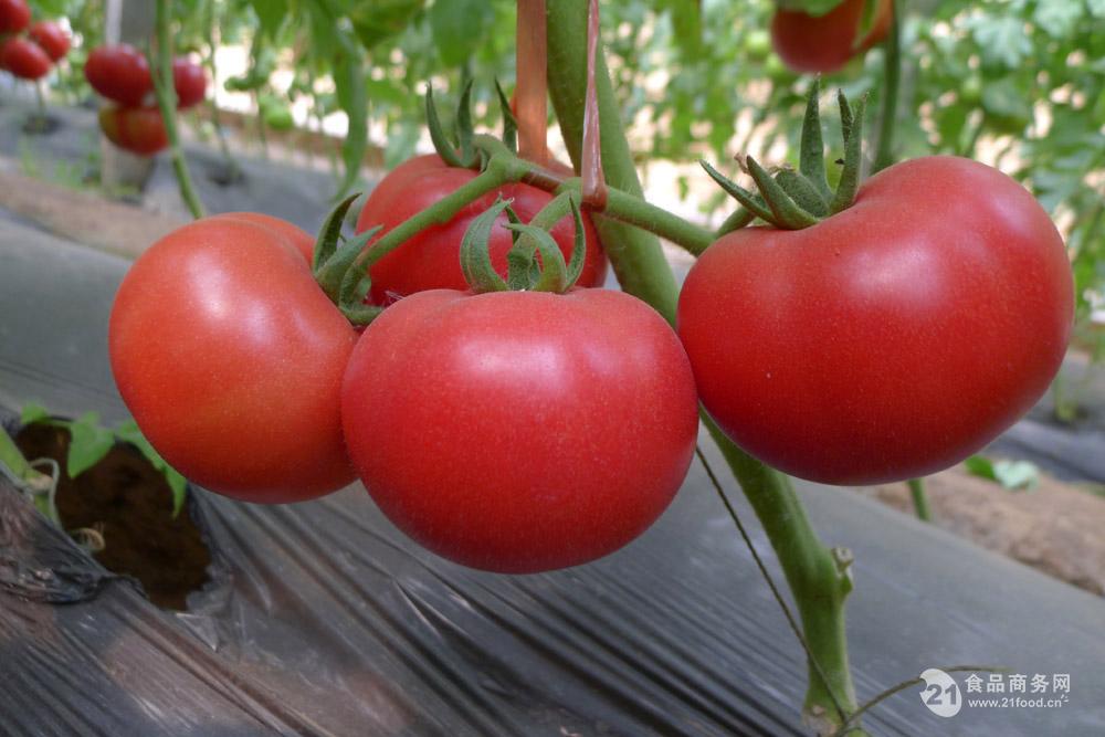 今日西红柿批发价格表查询 大棚西红柿产地直