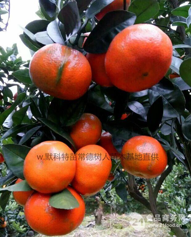 大型柑橘苗木基地直销杂柑苗 30公分以上少核