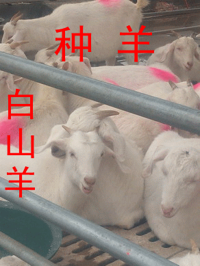 养牛首先肉牛犊生长速度快牛犊价格最低