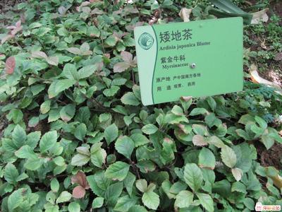 矮地茶提取物