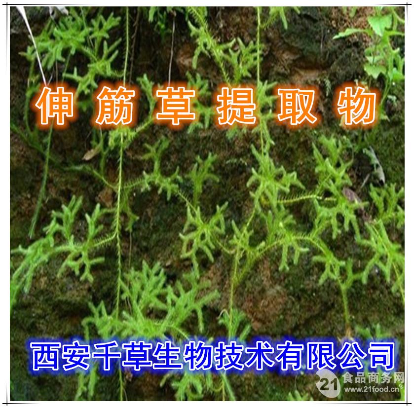 伸筋草纯粉 【西安千草生物】 现货特销