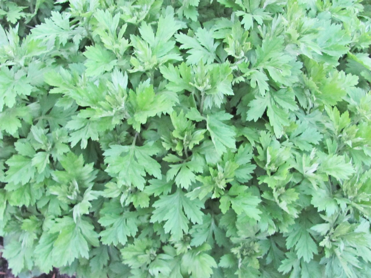 供应茵陈提取物