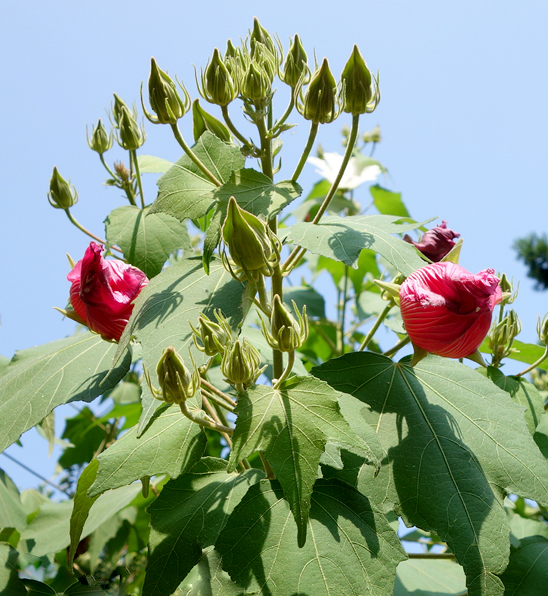 供应木芙蓉叶提取物