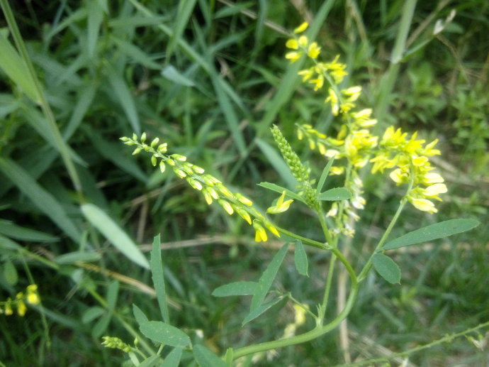 辟汗草提取物