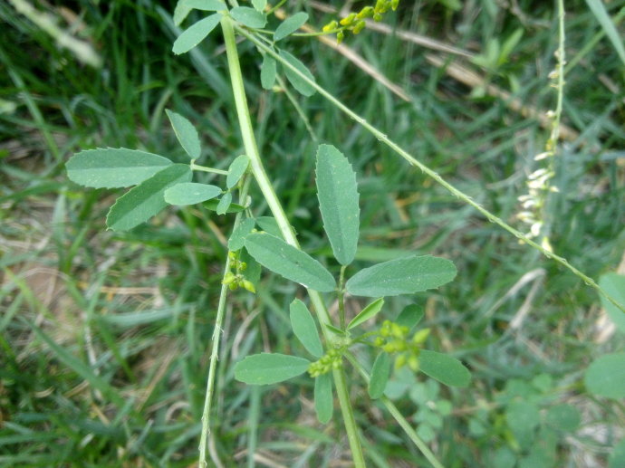 辟汗草提取物