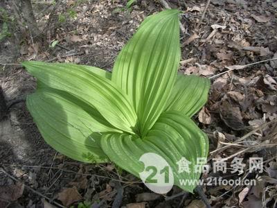 名称:藜芦  类别:涌吐药  别名:山葱,葱白藜芦,旱葱,毒药草,七厘丹等