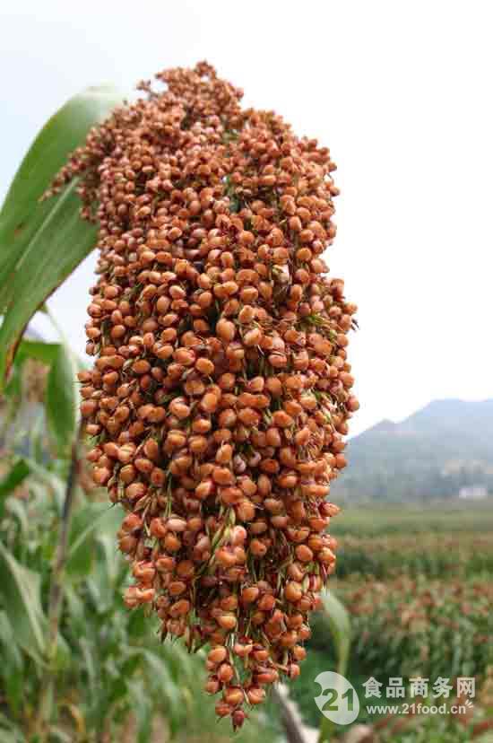 高粱膳食纤维1公斤起订现货包邮
