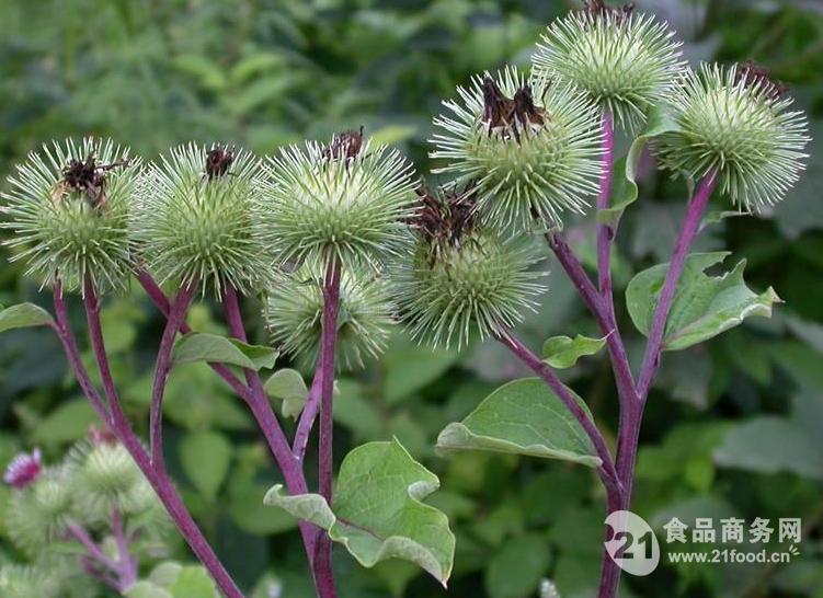 沃特莱斯批发牛蒡粉浸膏粉价格