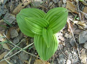 藜芦提取物报价