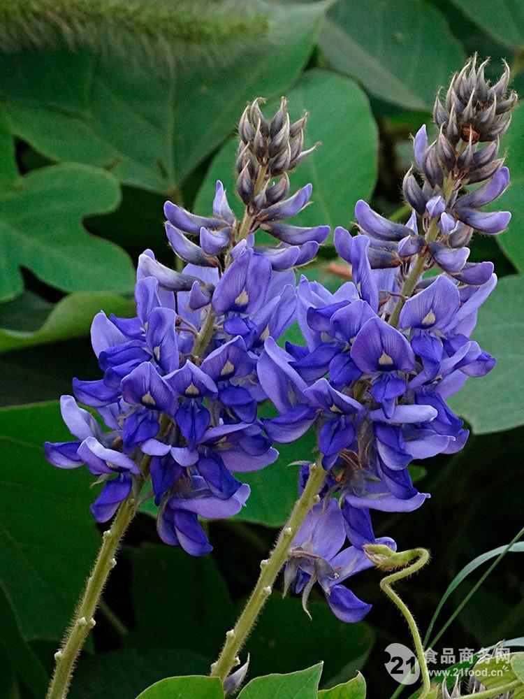 葛根花粉葛花订做包邮