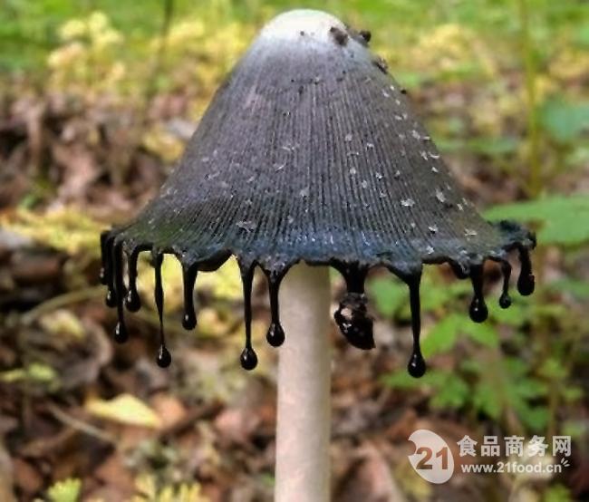 供应 墨汁鬼伞多糖