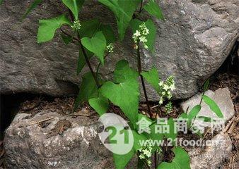 提取物 植物提取物 > 优质朱砂七提取物 10:1 厂家直销   供应 价格