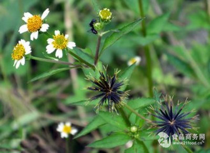 三叶鬼针草提取物10:1 三叶鬼针草粉 三叶鬼针草浸膏粉