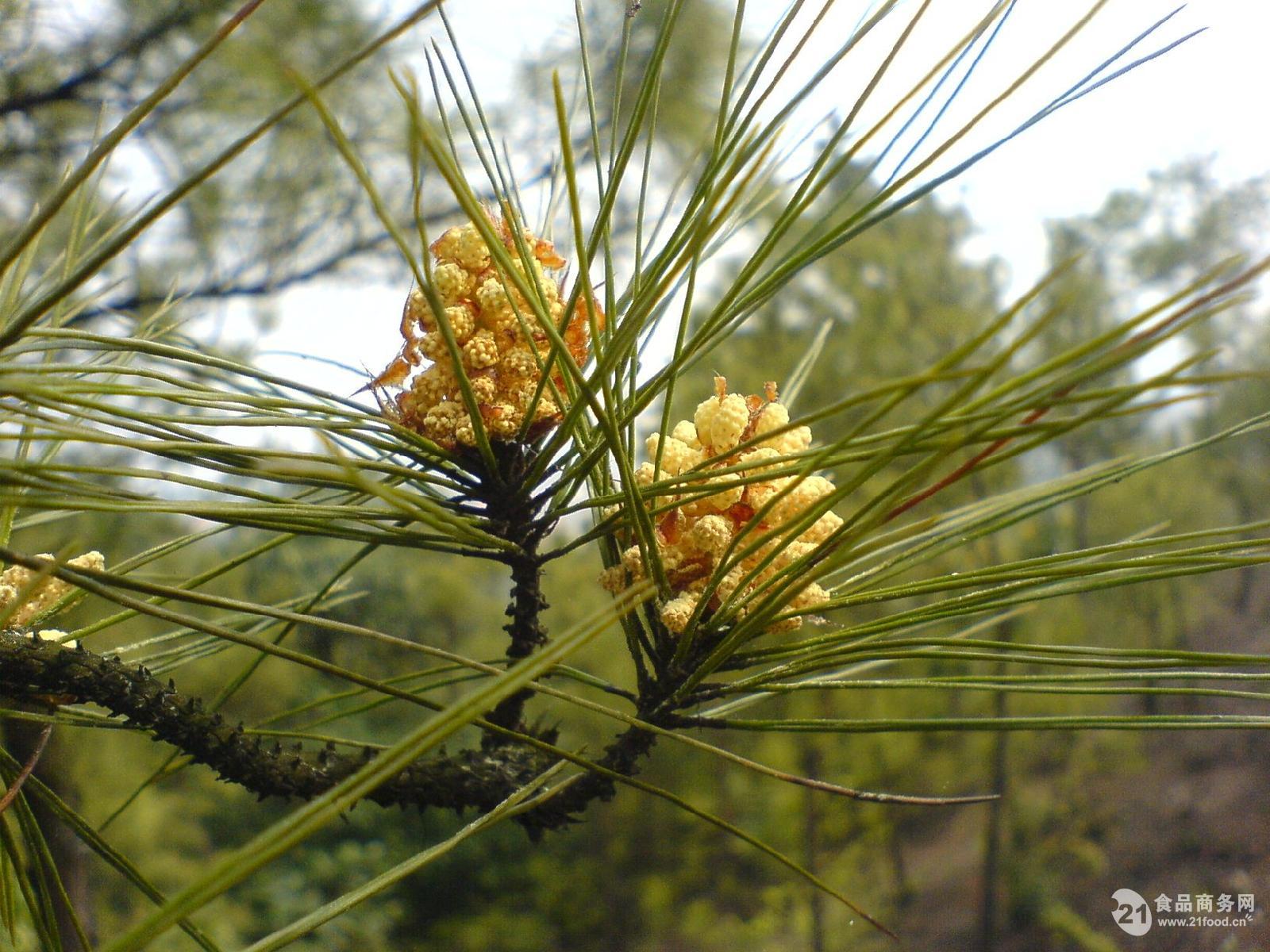 破壁松花粉厂家