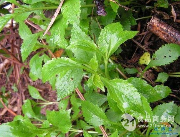 bai jiang cao 拉丁: herba patriniae 别名:马草,苦菜,野黄花,山白菜