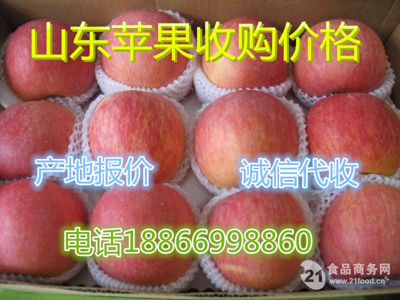 红星苹果最新价格 山东红星苹果产地报价招商