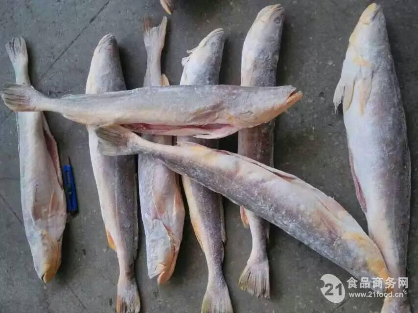 赤鮸鱼 纸箱包装 净重20公斤