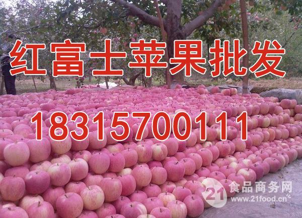 山东红富士苹果价格%红富士苹果产地价格&_