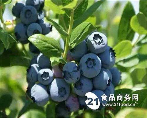 美登蓝莓苗 山东泰安 万隆苗木-食品商务网