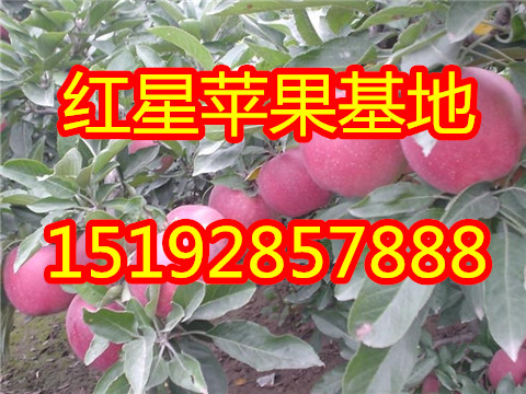 纸袋红星苹果产地在哪_山东省沂水县