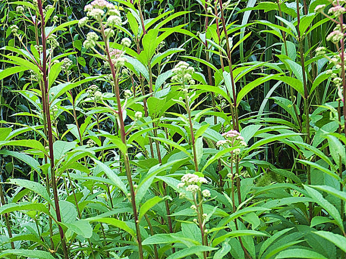 紫茎泽兰粉兰州现货