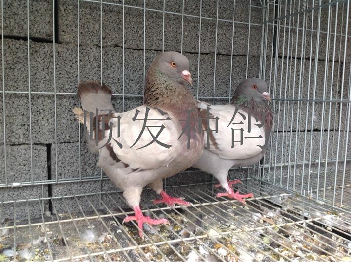 v肉鸽肉鸽鸽鸽蛋元宝蛋鸽子种鸽山东观赏鸽恐龙蛋挖掘机变形金刚图片