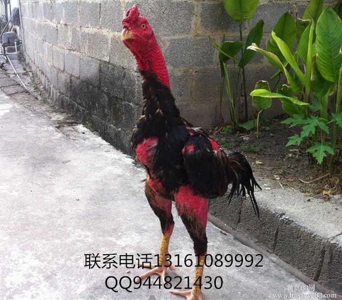 心情说说v心情热气球的纯种斗鸡图片
