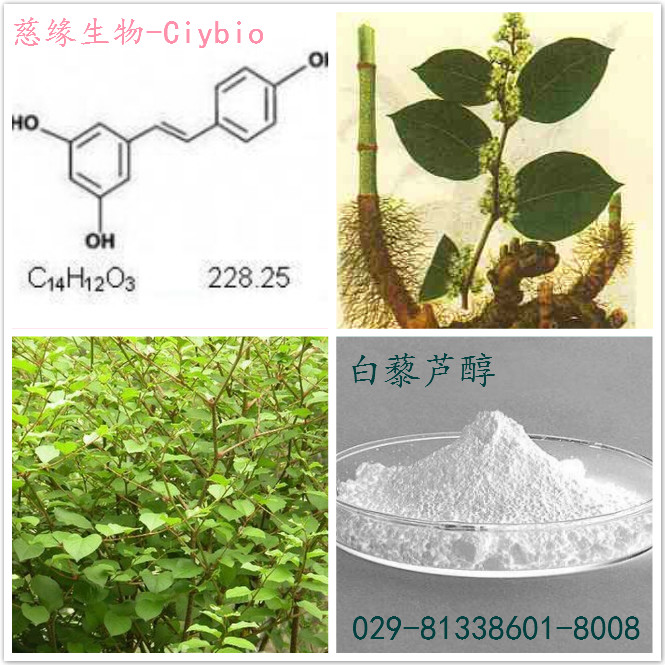 虎杖提取物 白藜芦醇50%