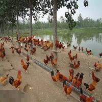 丛林养鸡-食品商务网产品专题